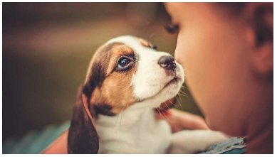 Your dog is not just great company—A new study finds that our four-legged friends could reduce the likelihood of premature death. ow.ly/QmBV30gScG1 via <a href="/mnt/">Medical News Today</a>