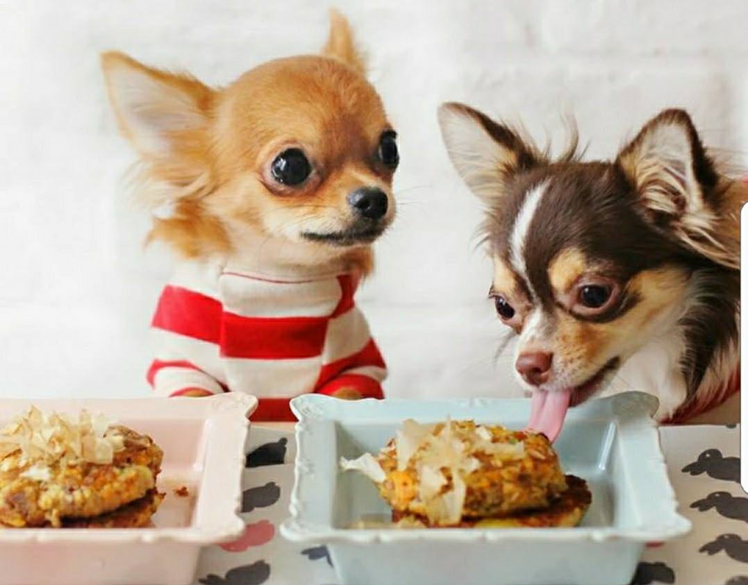 It's #GIVINGTUESDAY! Your support directly impacts the lives of chi's in need. Did you know that we've rescued over 700 dogs this year alone? We cannot do it without your support. #chihuahua 🐕❤️ bit.ly/2Ajcuuc