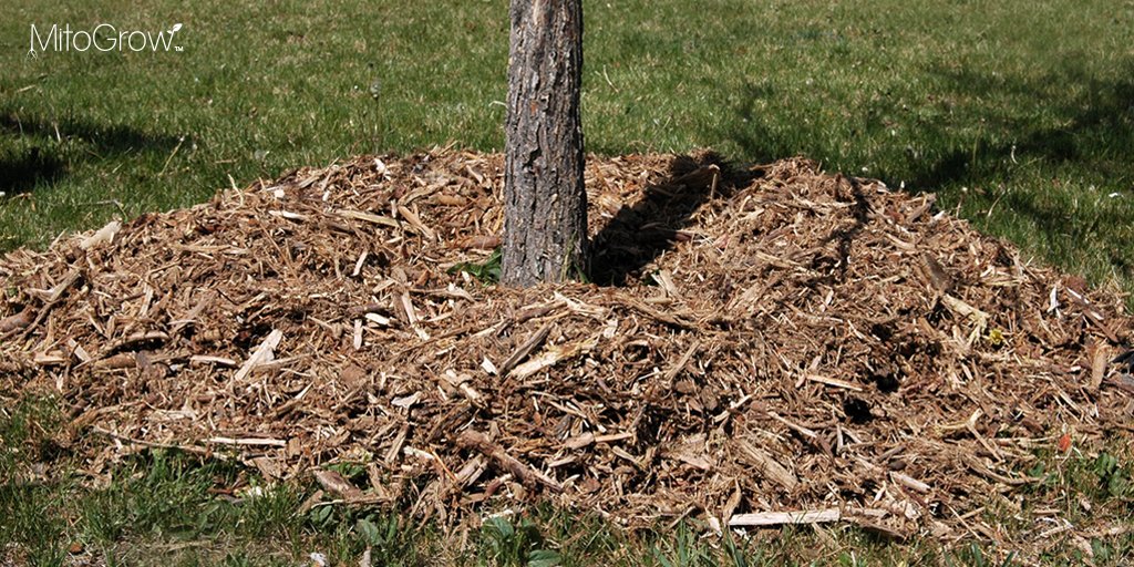 MitoGrow's tweet photo. #TreeTipTuesday: Help protect #tree #roots against extreme temperatures this #winter by using #mulch. Stay tuned for our upcoming #blog about winter #TreeCare to learn about proper mulching and get more #tips! https://t.co/CoNlUQSWeQ