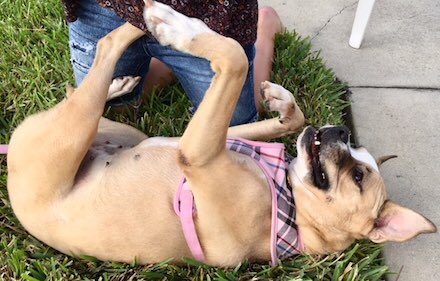 Tootsie is a 2-year old, 50 pound Boxer blend. She's energetic enough for any outdoor enthusiast but content to cuddle up and watch a movie. pprfl.org