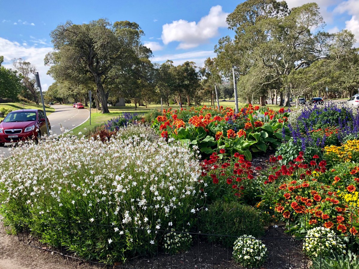 The flower beds <a href="/CentParklands/">Centennial Parklands</a> are getting an upgrade thanks to @DLaughlin21 and team. Gaura, Echinacea, Cannas, Salvia and Gaillardia putting on an early summer show.