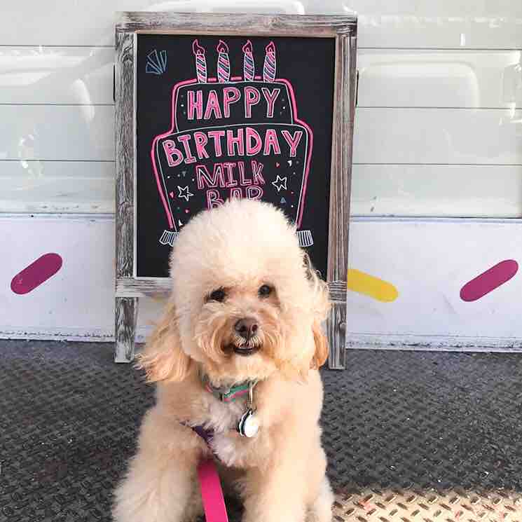 milkbarstore's tweet photo. tuesday cute overload! πΆπ #dogsofmilkbar https://t.co/xlD8wQxU28
