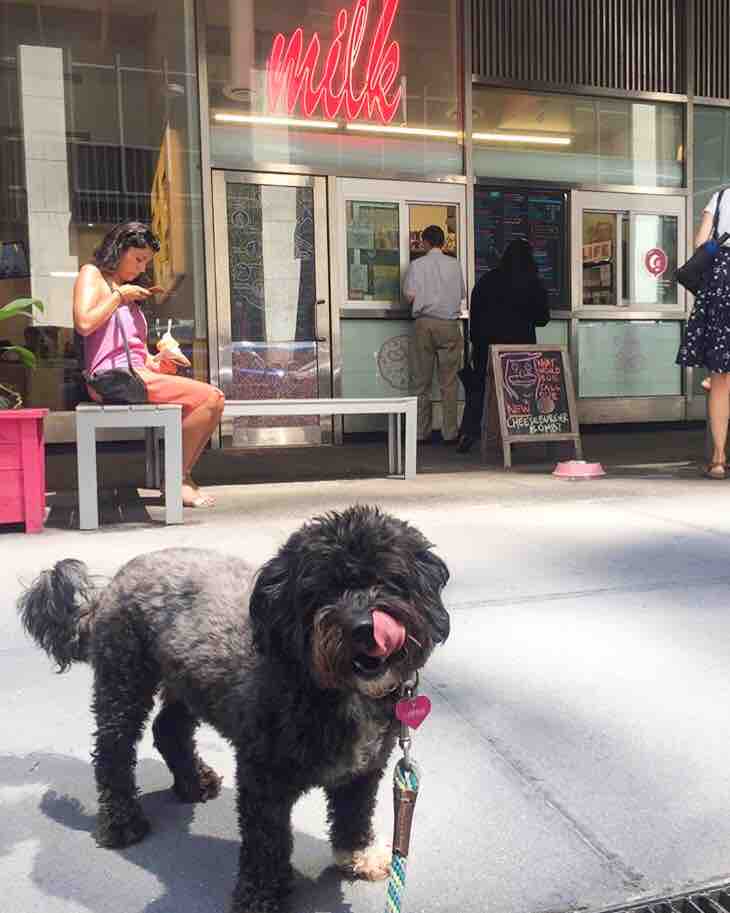 milkbarstore's tweet photo. tuesday cute overload! πΆπ #dogsofmilkbar https://t.co/xlD8wQxU28