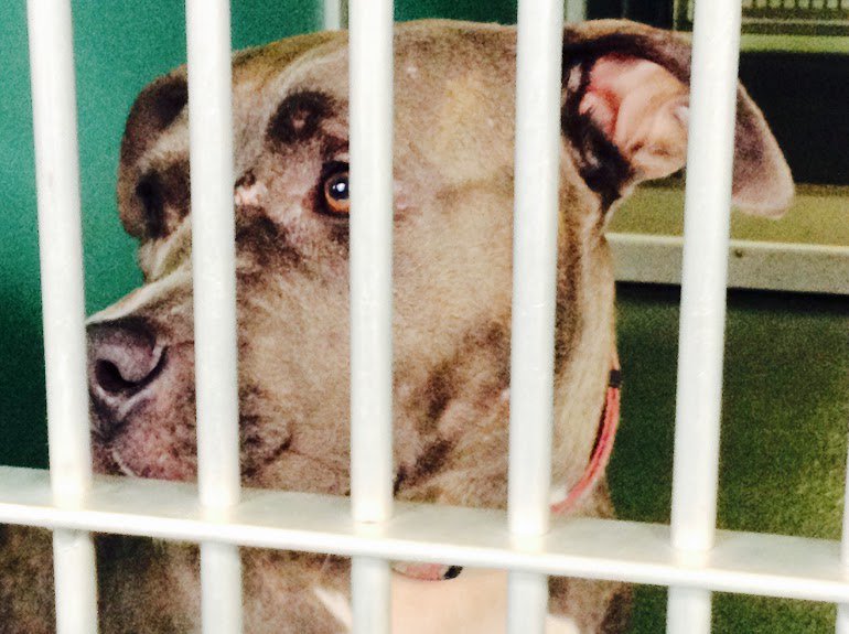 animals_of_SFl's tweet photo. #needasecondchance ---K.F; grade 7 https://t.co/t912EwUJEj