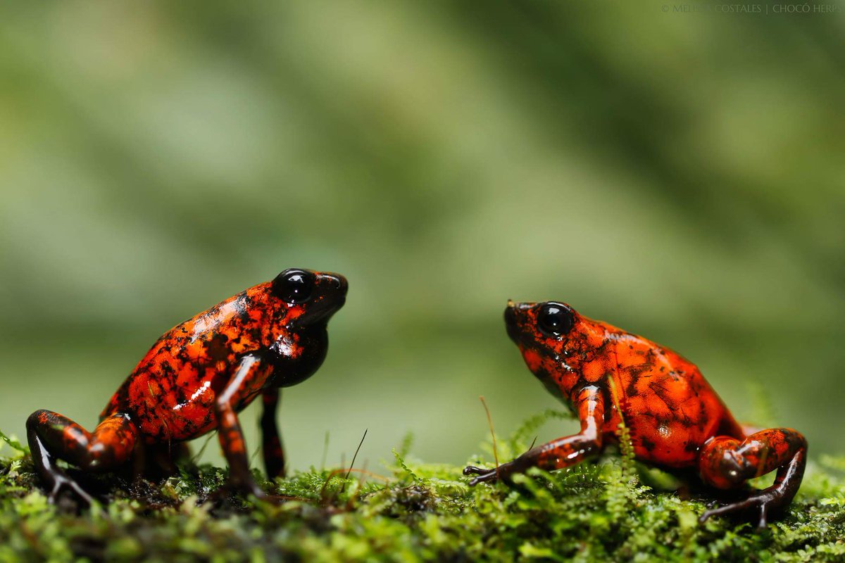 MelissaCostales's tweet photo. The #Chocó is one of the most #biodiverse places on earth and everyday a piece of land disappears. This little devil #poisonfrogs (#Oophaga sylvatica) are almost endangered and endemic of this biogeographic region.
#SayNoPalmOil! 
#Ecuador #conservation #savethechoco @ChocoHerps https://t.co/oPN8n0CJfm
