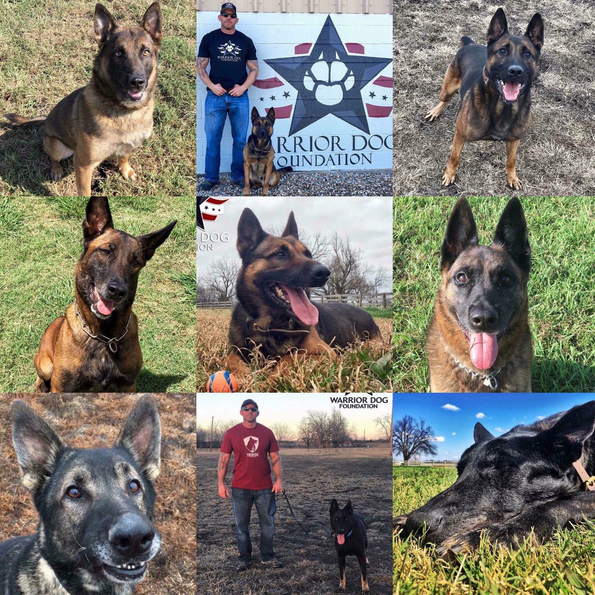WarriorDogs's tweet photo. Giving Tuesday update. We have raised $ 15,346 of our $20K matching goal.  No amount is too small and every penny helps us give these four-legged heroes the retirement and rehabilitation they have earned.  

Donate today at https://t.co/ILI1Ex3650 https://t.co/QxRqPout9U