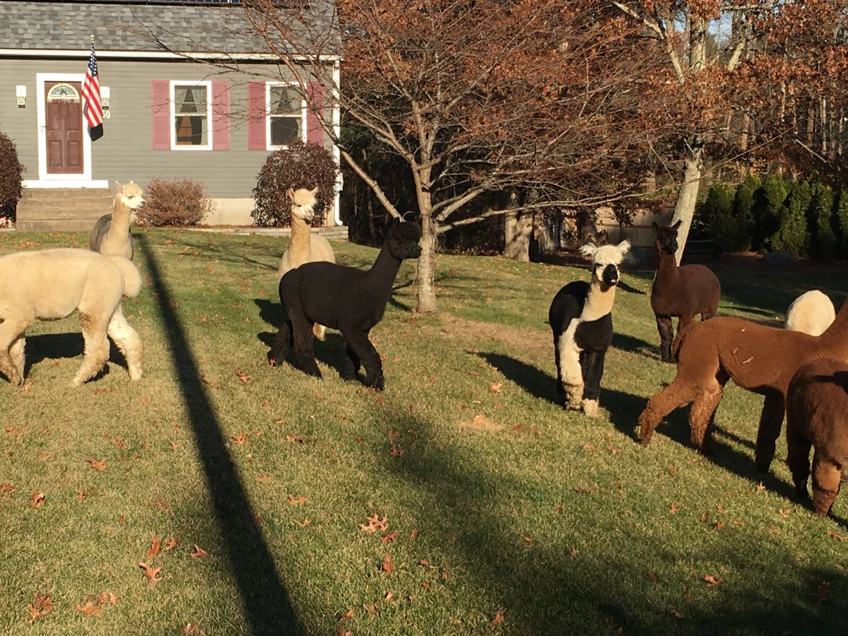 Alpacas on the loose in #AttleboroMA. <a href="/SCAttleboro/">Sun Chron Attleboro</a> #alpacas