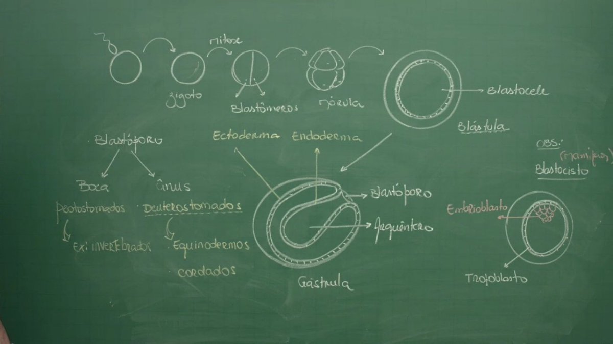 SeguraOPrint's tweet photo. Específicas: gametogênese e embriologia - Parte 4 https://t.co/Hhizafjg6w
