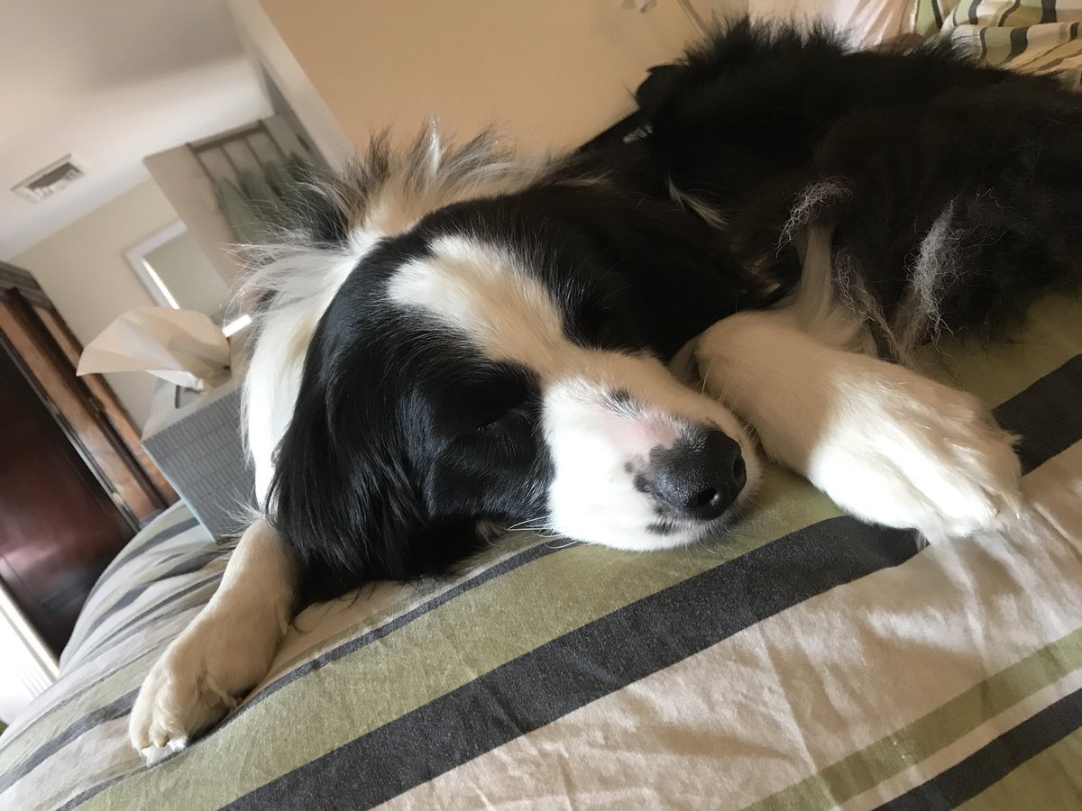 TheButlerDid1t's tweet photo. Nap time. #dogsoftwitter #dogslife https://t.co/FRNmsSFhuf