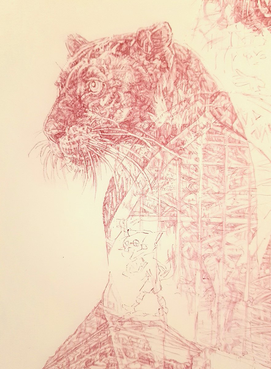 Janeleemcc's tweet photo. New drawing in progress - new project with @joinedinlife - cityscapes and mascots! Here's a feline detail

#art #drawing #design #redBic #BigCats #cats https://t.co/R7G3pgBQoL