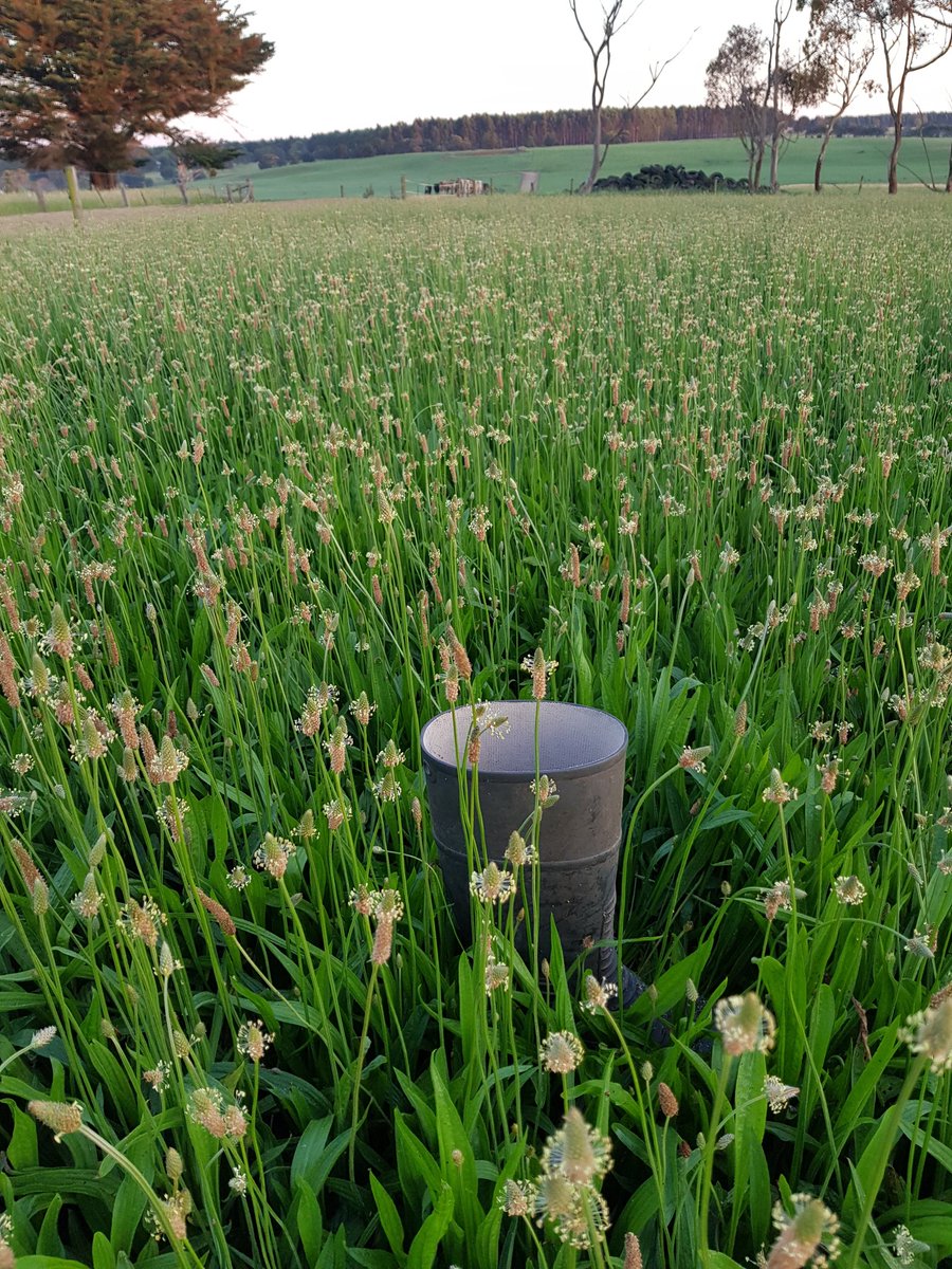 The plantain is liking this weather🌞🌧🌱🐄