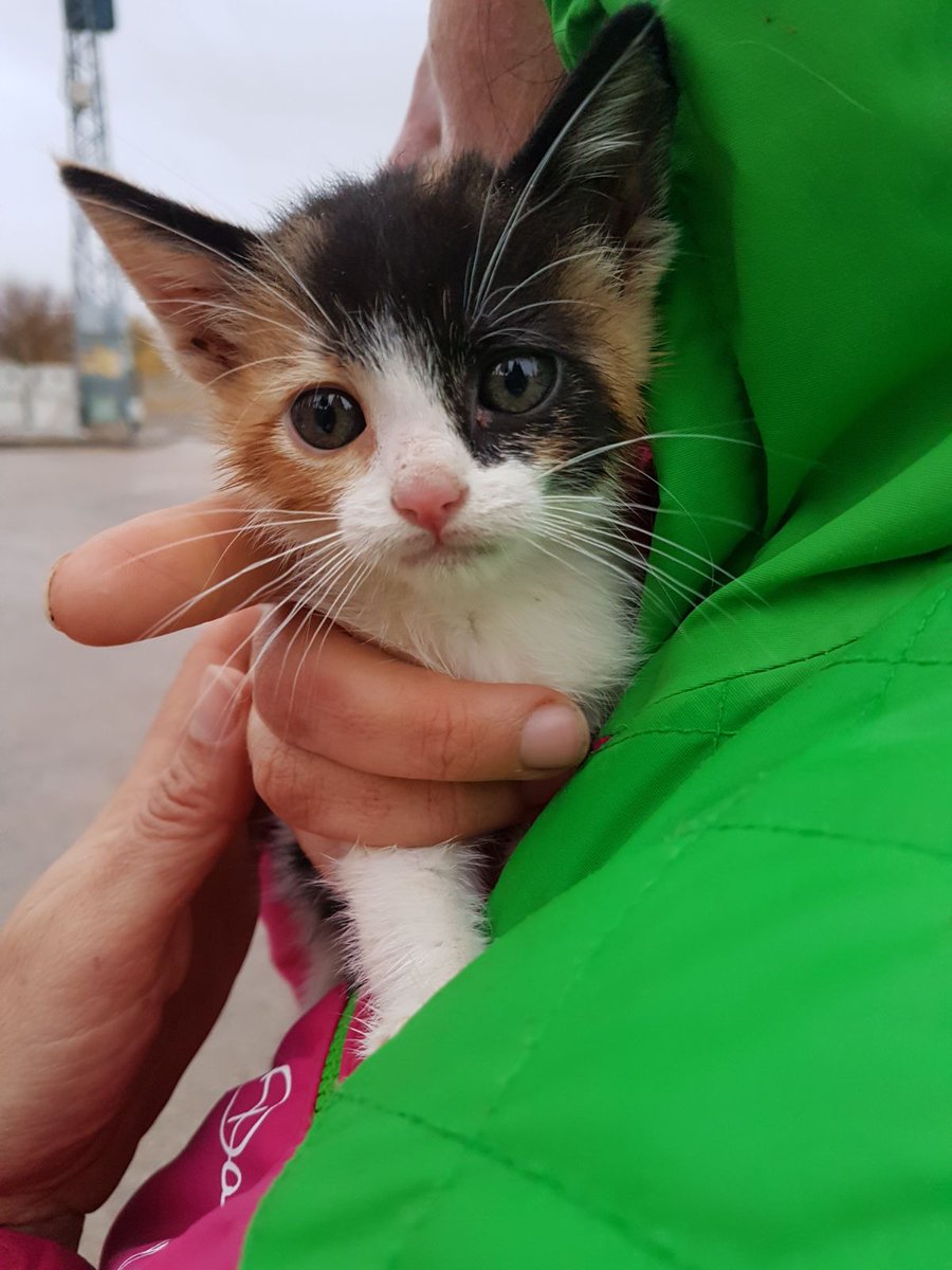 marisierra11's tweet photo. Somos 2 hermanitas con solo 1 mes y medio nos han abandonado,estamos en adopción.VALDEPEÑAS y alrededores cerquita. TF.657 89 72 59
#MEADOPTAS #GATITOS #ABANDONADOS #GATOS #CAT #NECESITAMOSHOGAR #AYUDAME #ACOGIDOS. https://t.co/6YhCeETiMK