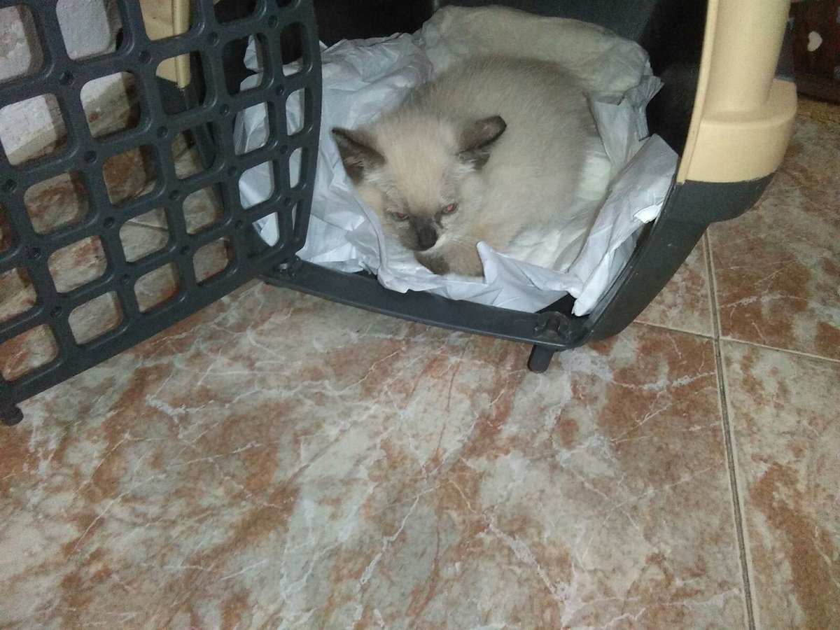 marisierra11's tweet photo. Somos 2 hermanitas con solo 1 mes y medio nos han abandonado,estamos en adopción.VALDEPEÑAS y alrededores cerquita. TF.657 89 72 59
#MEADOPTAS #GATITOS #ABANDONADOS #GATOS #CAT #NECESITAMOSHOGAR #AYUDAME #ACOGIDOS. https://t.co/6YhCeETiMK