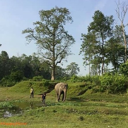 StUp4Elephants's tweet photo. #ElephantHappyHour

Walk or ride : it is your choice, you can buy her a little whiff of freedom !

#Elephants #Nepal #SaveElephants #LoveElephants #BeKindToElephants https://t.co/Xh8JXIImwF