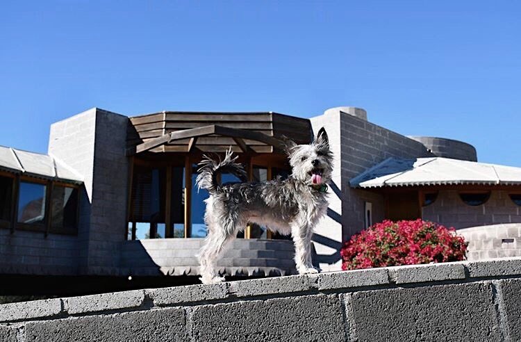 wrighthouseAZ's tweet photo. The best #toungeouttuesday we've ever seen 👅 🐶.
.
.
.
#dogsoftwitter #barchitecture #doglove #architecturephotography #franklloydwright #thisplacematters #arcadia #puppy #davidwrighthouse #savingplaces #tuesday https://t.co/3Q1AlOW6wM