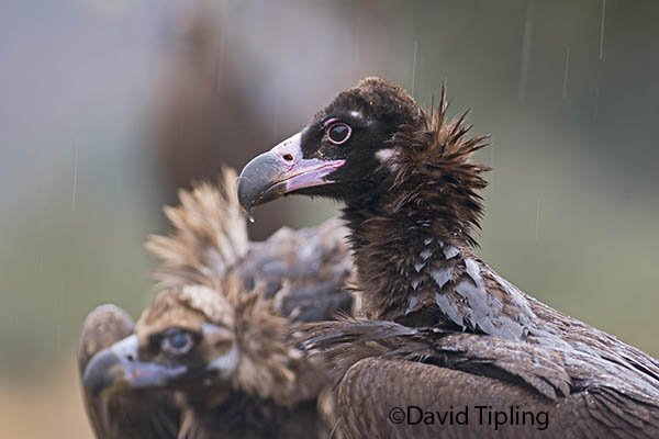 Black Vultures in beautiful Extremadura in some long awaited rain in these parts