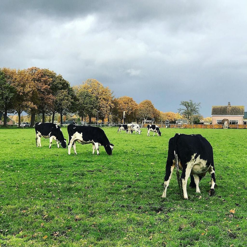 BiaGomesNL's tweet photo. An autumn day in Dutch countryside 🍂🐮
.
.
.
#netherlands #holland #autumndays #cows #cowsofinstagram #countryside #nature #naturelovers #greefield #dutchcows #nature_perfection #nature_lovers #nature_wizards #fall #autumn https://t.co/G70GjRC6HU https://t.co/NXLe1bxbg2