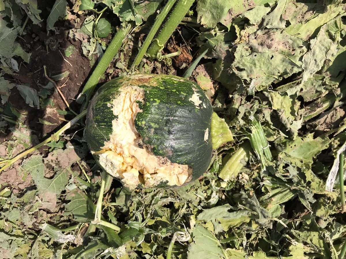 Sus cultivos y viviendas fueron dañadas el temporal alcanzó a 10 parajes y malogró en diversa magnitud la superficie d hectáreas sembradas