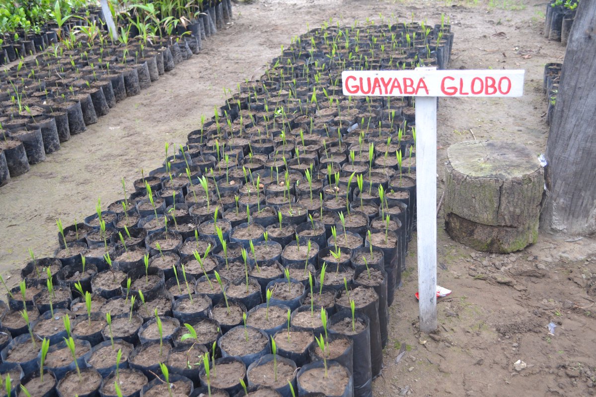 #Sabiasqué @API_VERACRUZ cuenta con un vivero  propio denominado Uma-Vivero donde produce plantas de ornato  y árboles para donaciones a los  programas de reforestación en escuelas, humedales y áreas verdes de los municipios en su zona de influencia.