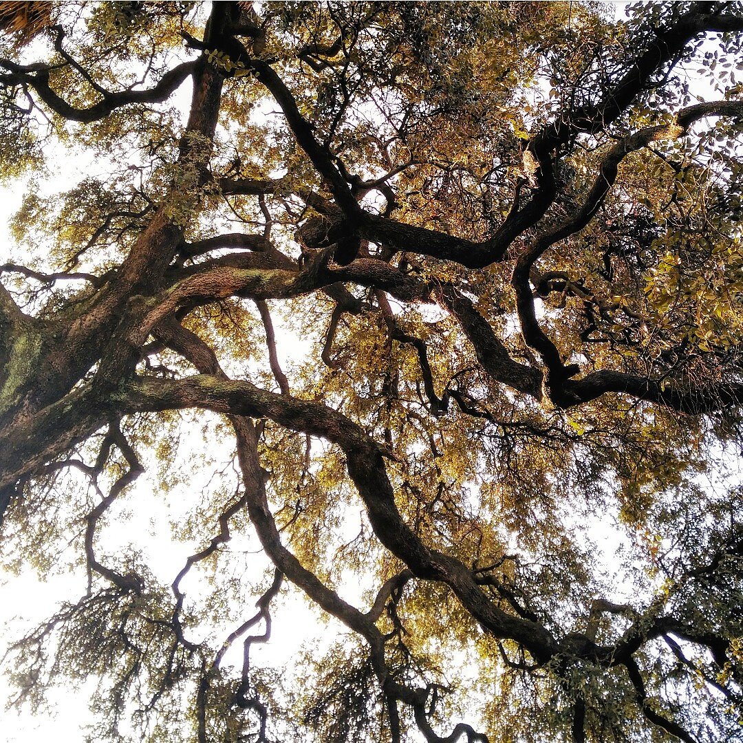 lamorenitta4's tweet photo. Me llamas tu vida
llámame tu alma;
porque el alma es inmortal,
y la vida es un día...
(P. Charles Bourgot)

#photography #picaday #HolmOak https://t.co/vUk0rvkeb9
