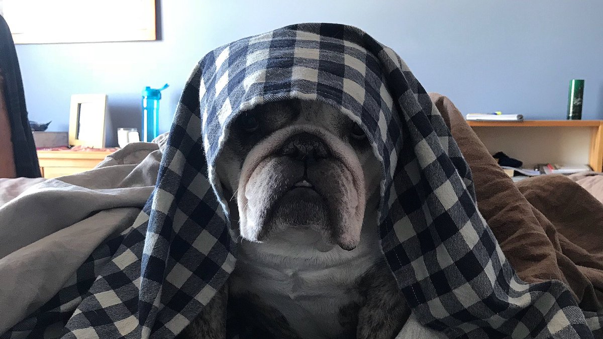 CoachRobinson1's tweet photo. I found him like this. A tad early for a Christmas shepherds costume. #BulldogProbs #LazyShepherd https://t.co/EFlomX48I9