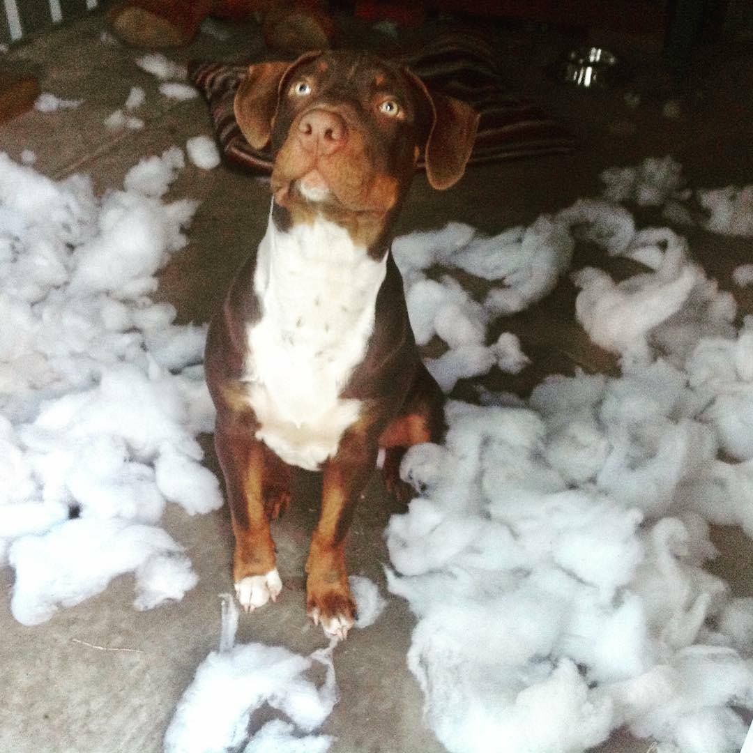 DestructionDogs's tweet image. Title: 'Staffed it up!'⠀
Artist: Sampson
Materials: Dog bed
#destructiondogs #doggo #dog #puppy #pup #humpday #PleaseForgiveMe #cute #pet #pets #staffylove #ilovemydog #instagramdogs #dogstagram #dogoftheday #lovedogs #hound #adorable #doglover #dogsofmelbourne #dogsoffrankston