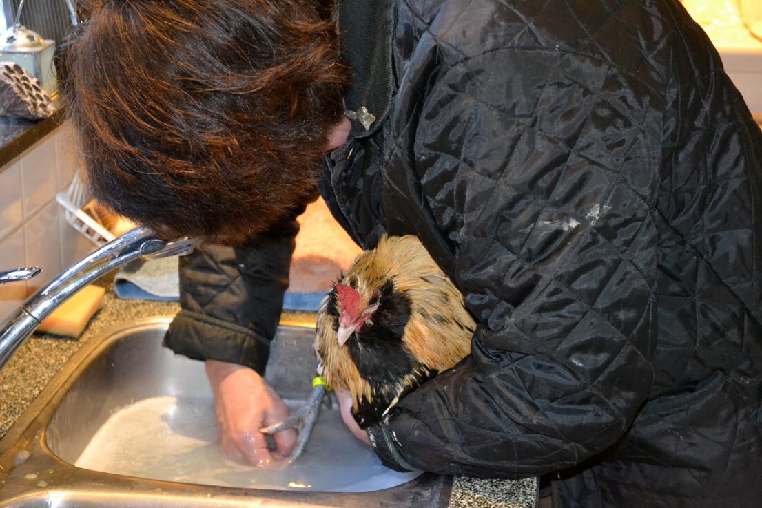 RRolinka's tweet photo. #ChickenHour It's showtime in NL! Me cleaning feet in the kitchen sink... anything goes this time of year! πππ#Lemonspangled #Owlbeard https://t.co/rZsw7daoku