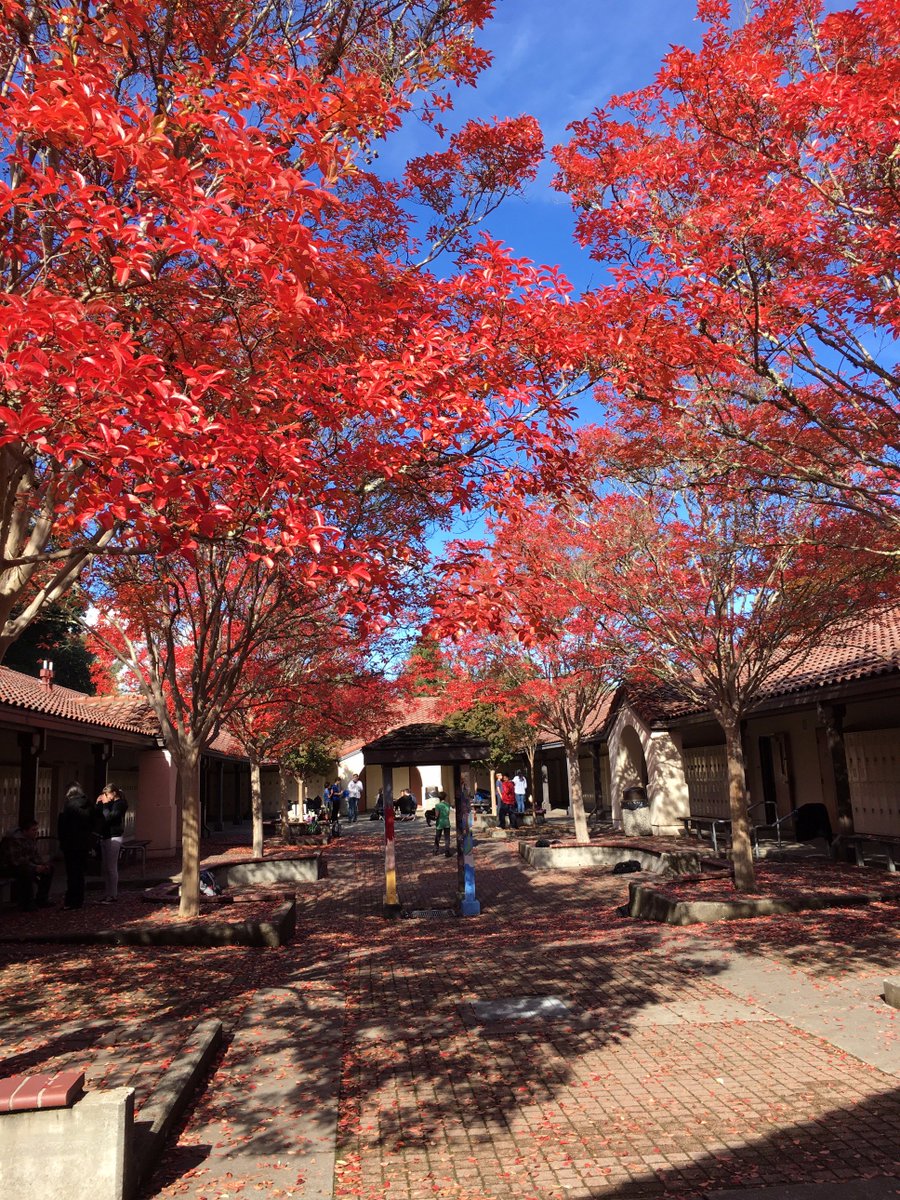wcountycharter's tweet photo. Our courtyard has been putting on quite a show of fall colors! https://t.co/qHUFwVe3W1