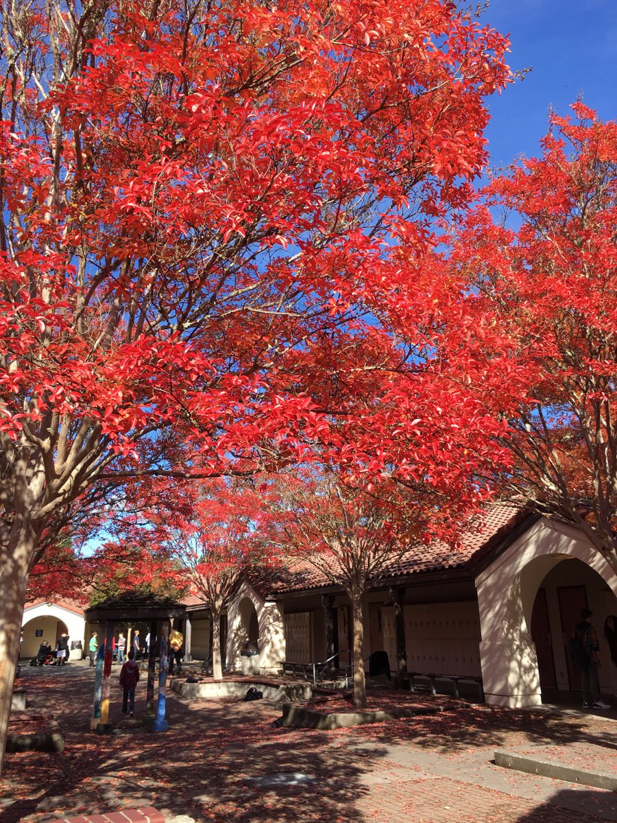 wcountycharter's tweet photo. Our courtyard has been putting on quite a show of fall colors! https://t.co/qHUFwVe3W1
