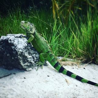 Make friends with the Key Largo locals. 📷: griffinzane