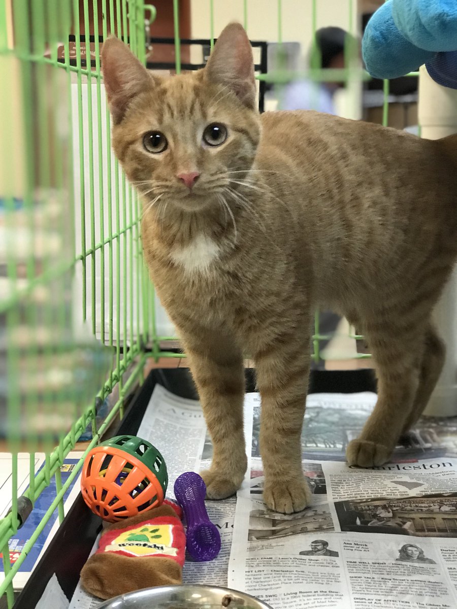AventuraMall's tweet photo. Rhodes is looking for a special human who will open their home and heart to him. One who knows that #FIVPositiveIsNotANegative. Learn more about Rhodes @Humanemiami https://t.co/BksJNk2Mvp