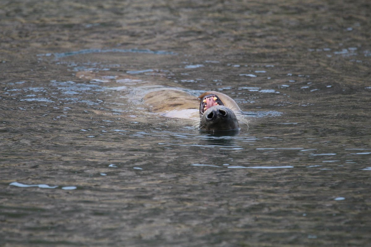 Look how happy this Grey Seal is about us now being on Twitter!! #cleanercoasts