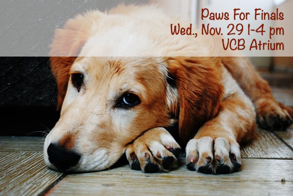 BBSutdallas's tweet photo. Don't miss out on Paws For Finals tomorrow at 1-4 pm in the VCB Atrium. Dogs to hug, activities, photo booth, snacks and giveaways. @UT_Dallas  https://t.co/KshOoYqLHd https://t.co/0xVKkmlIoR