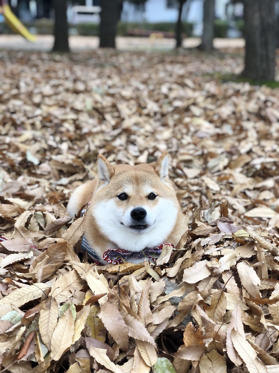 87shiba87's tweet photo. 大変たいへーんｯ!!ハナちゃんね
今日発売のShi-Baの表紙になったよー♡嬉しい〜(*｀艸´)ｳｼｼｼ
みんな見てねーｯ(* ॑꒳ ॑* )⋆* https://t.co/Vg2KjkURXW