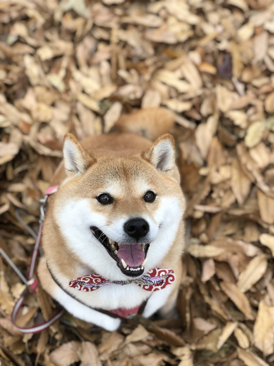 87shiba87's tweet photo. 大変たいへーんｯ!!ハナちゃんね
今日発売のShi-Baの表紙になったよー♡嬉しい〜(*｀艸´)ｳｼｼｼ
みんな見てねーｯ(* ॑꒳ ॑* )⋆* https://t.co/Vg2KjkURXW