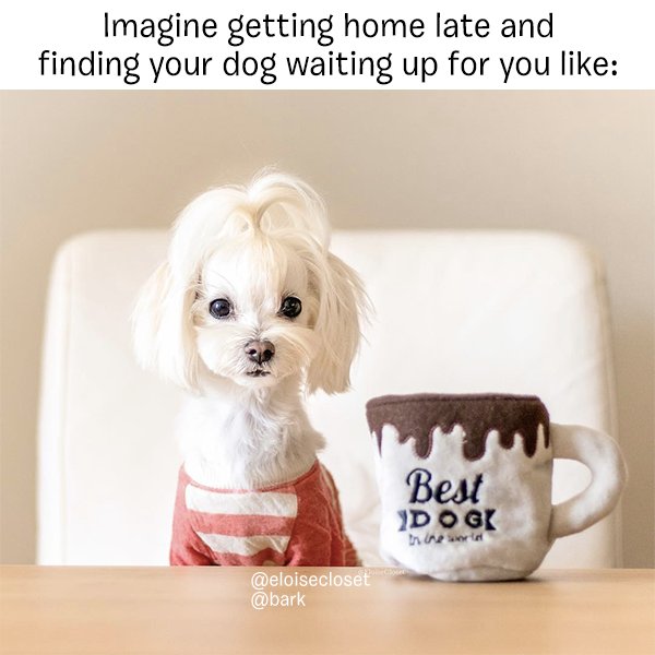 barkbox's tweet photo. "This isn't how I raised you, Human. You're grounded." #barkxtarget https://t.co/1fv33znmaS
