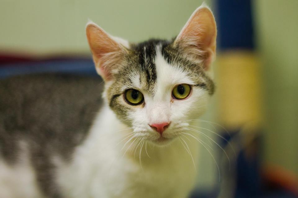 AAFPets's tweet image. It's #GivingTuesday. See how much we have raised at LightTheShelter.com. Thank you for your support!