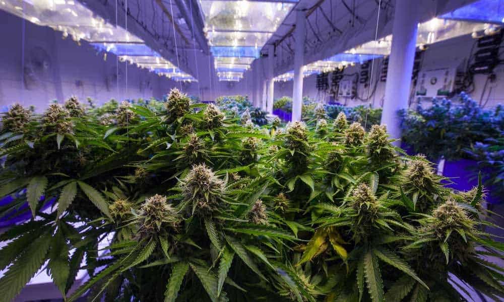 HurricaneHydroponics (@Hurricane_Hydro) / Posts / X