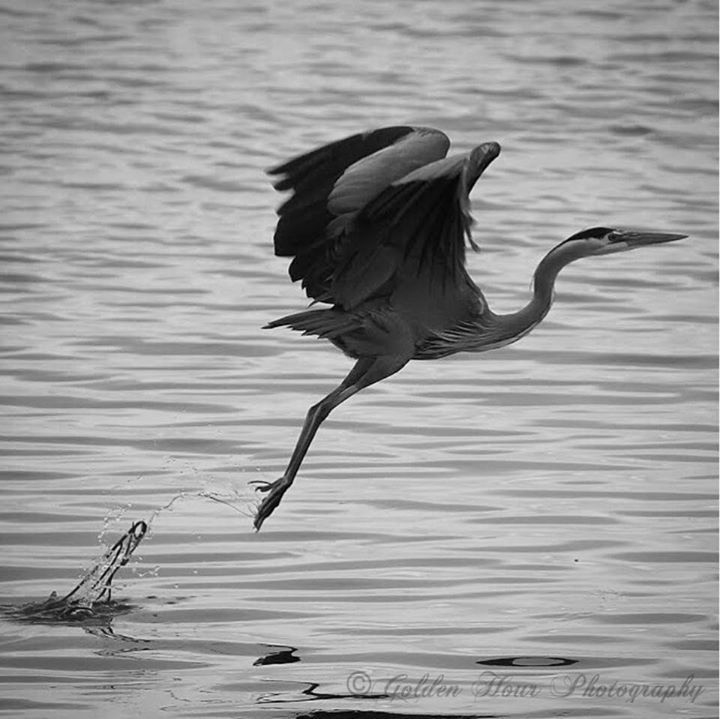 GoldenHourPics's tweet photo. Time to go!! 🐟
.
.
.
#yyj #westcoast #naturephotography #nature #naturepics #photography #goldenhour #bc #westcoastbestcoast #pictures #art #natureart #VancouverIsland #wildlife #wildlifephotography #naturegeography #sharecangeo #sharecanada #parkscanada #nikon_canada #he… https://t.co/eauqGTxSof