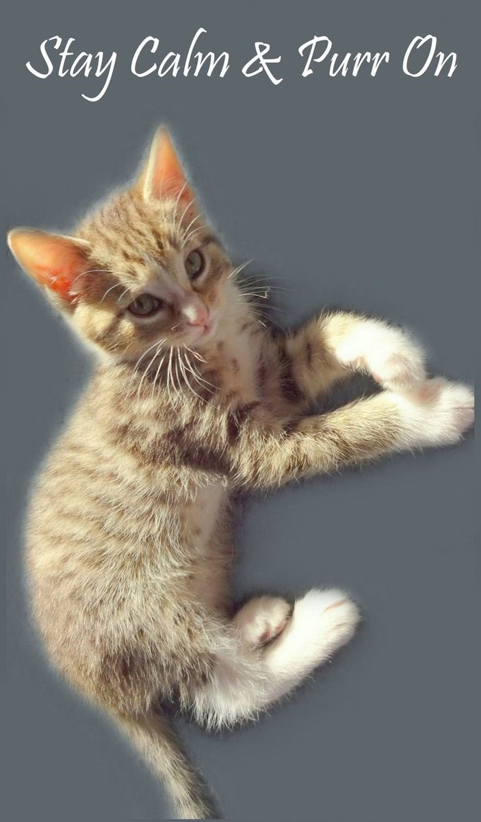 slinkybears's tweet photo. Some motivational cats for my @BOB166 you can do it!!! #tncallingii #liverpooltotennessee https://t.co/vqQRiZOw0C