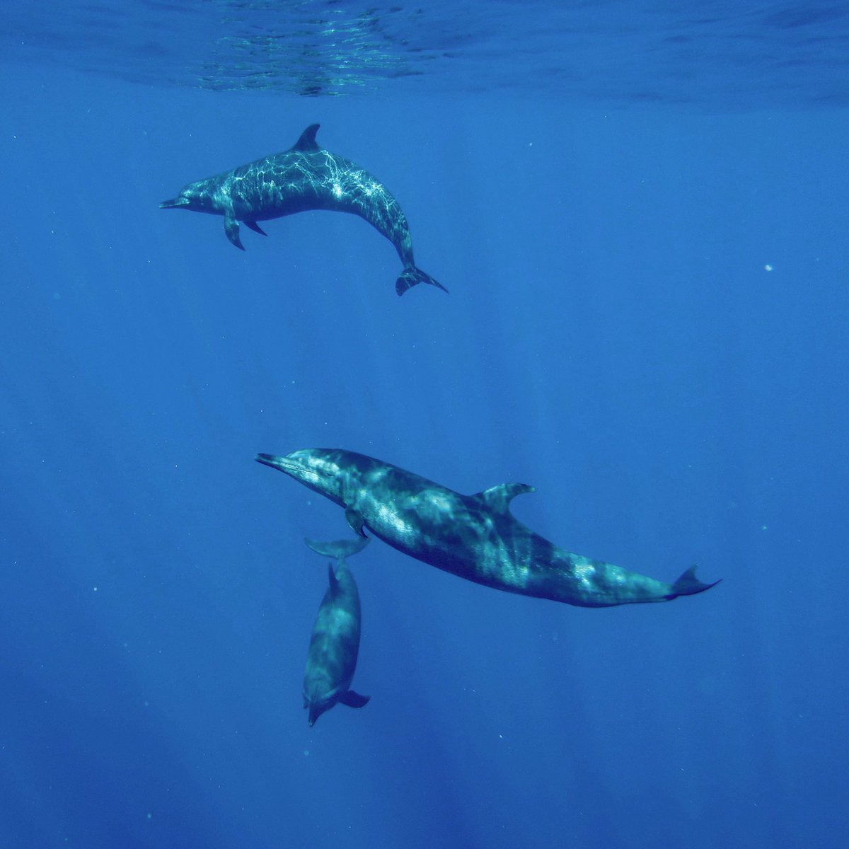 PelagicSafari's tweet photo. We really love to see wild dolphins while out at sea !
The pantropical #spotted #dolphin (Stenella attenuata)
#PelagicSafari #PelagicFleet https://t.co/cyHEkAn5wl