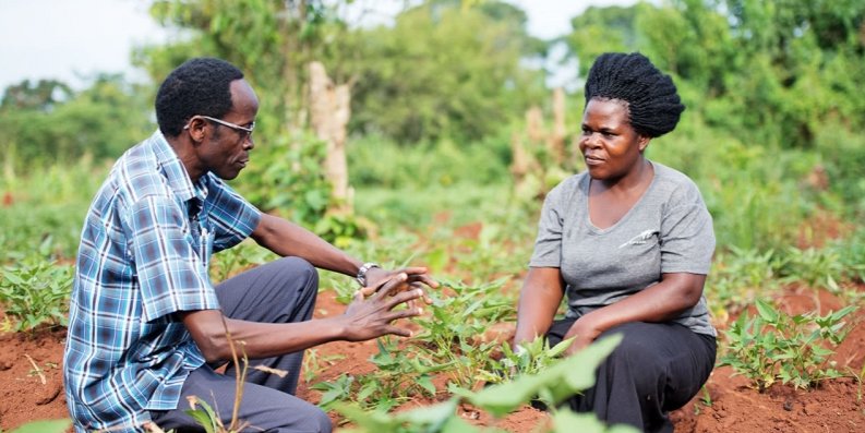 LGCBiosearch's tweet photo. #NoCropLeftBehind: Improving the plants that Africans eat and breeders neglect #AOCC #nutrition #genetics #genomics https://t.co/lcK1k6maYi https://t.co/KSXkprDb9C