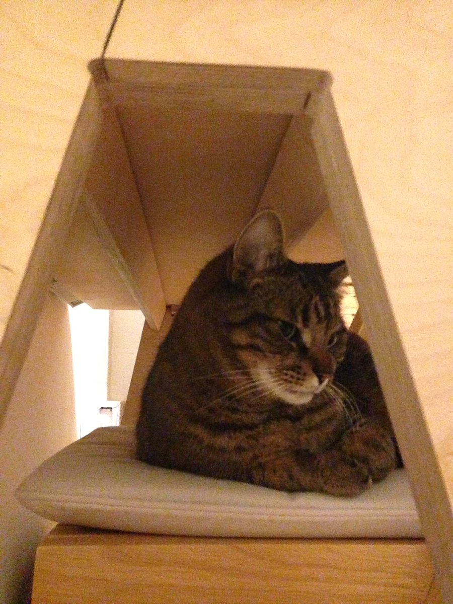 ekte_Toby's tweet photo. Albie loves the Olivia @open_desk a great place to hide.Thanks @mrjonbrookes with @ougybear https://t.co/SXAbk9R2KP