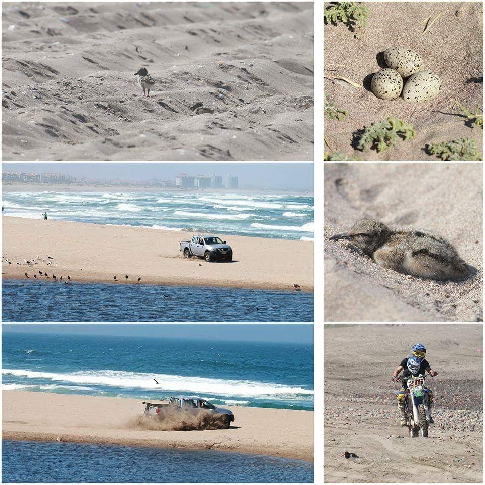 No deben ingresar vehículos motorizados en playas, dunas  y en cualquier  lugar donde las  aves puedan nidificar. ¡retwittea!