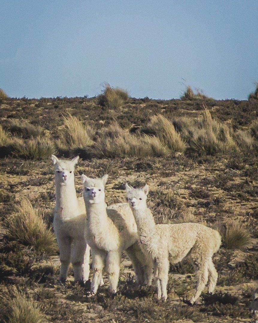 colcandina's tweet photo. #beautifull #camelids #COLCA 
https://t.co/MPHHo0Lpqx and https://t.co/ktDfqyXNIj https://t.co/409SWhmGMn