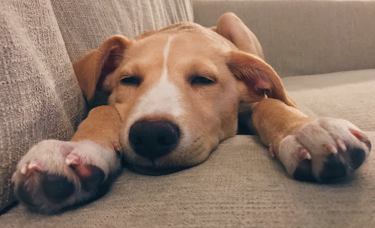 RadnorMusic's tweet photo. Jesse, the newest addition to our family, is a rescue dog from Puerto Rico adopted through the Nashville Humane Association. Please consider donating to their organization by following this link #givingtuesday 

https://t.co/5U2NhtjJQL https://t.co/J8BY4QOu2V