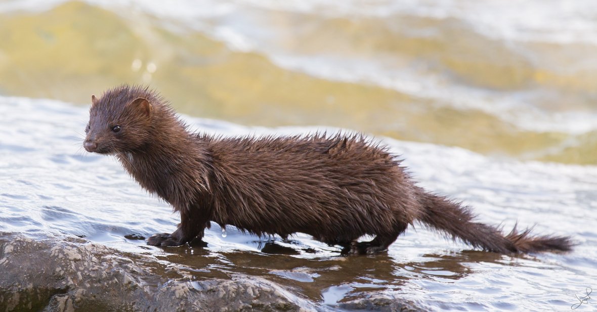 Wildlife Articles tweet media