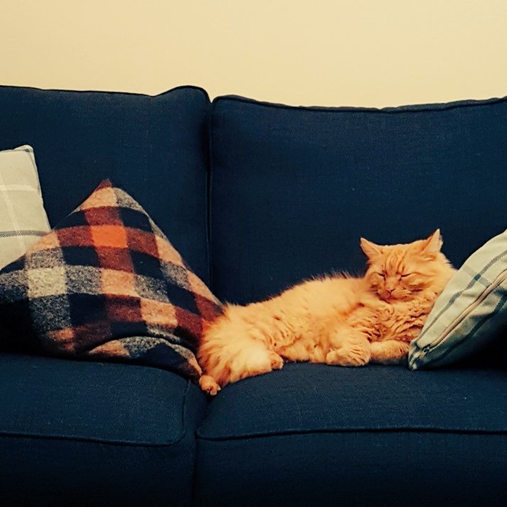 Budgy5's tweet photo. Unauthorised snoozing area Budgy !!!.... #navysofa #ginger #hair #sleep #snooze #gotawaywithit https://t.co/MM93JZVKF5