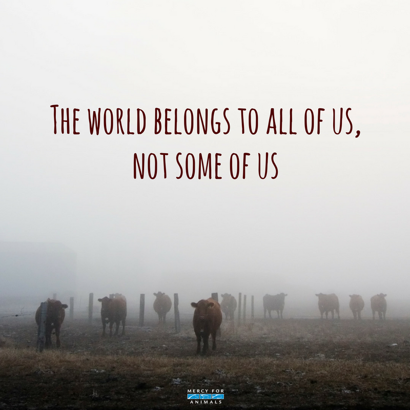 MercyForAnimals's tweet photo. The world belongs to all of us, not some of us. https://t.co/2C1fOEBsNI