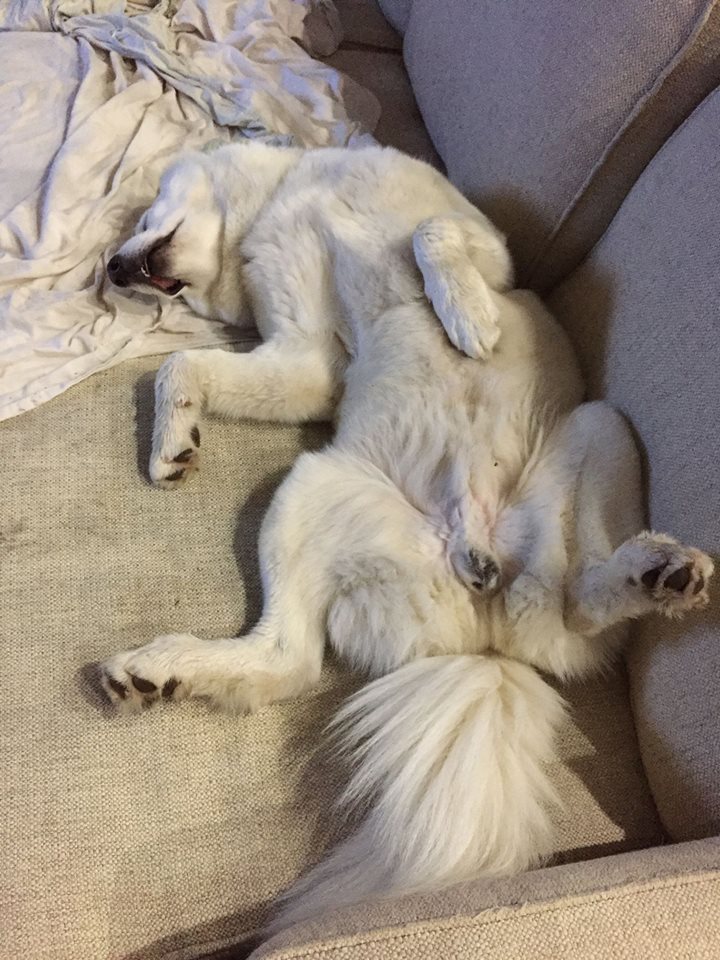 WhiteRiverDog's tweet photo. We still have a few hours left to reach our goal for #GivingTuesday! All proceeds will go directly towards helping Nomi walk again. We need your help today! All donations today to WRAR are matched by the Gates Foundation. Thank you :)
https://t.co/CUowQVCcNM #GivingTuesday #WRAR https://t.co/m5n2I9vpEr